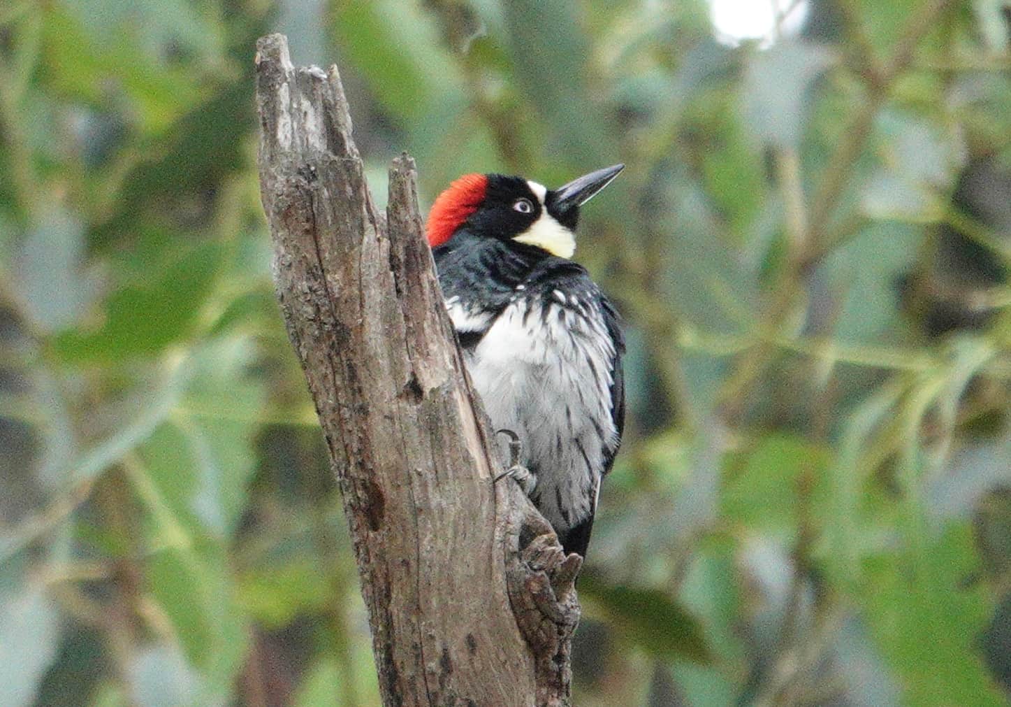 AcornWoodpecker_April2026_Wendy%20Leyden.jpg