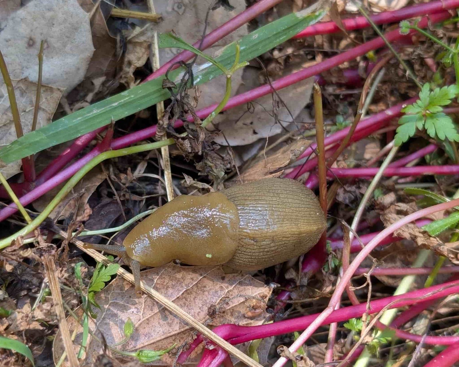 Banana%20Slug%20GP_May2025_RJSC.jpg