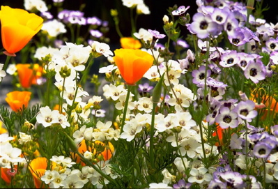 Bring Back the Natives wildflowers