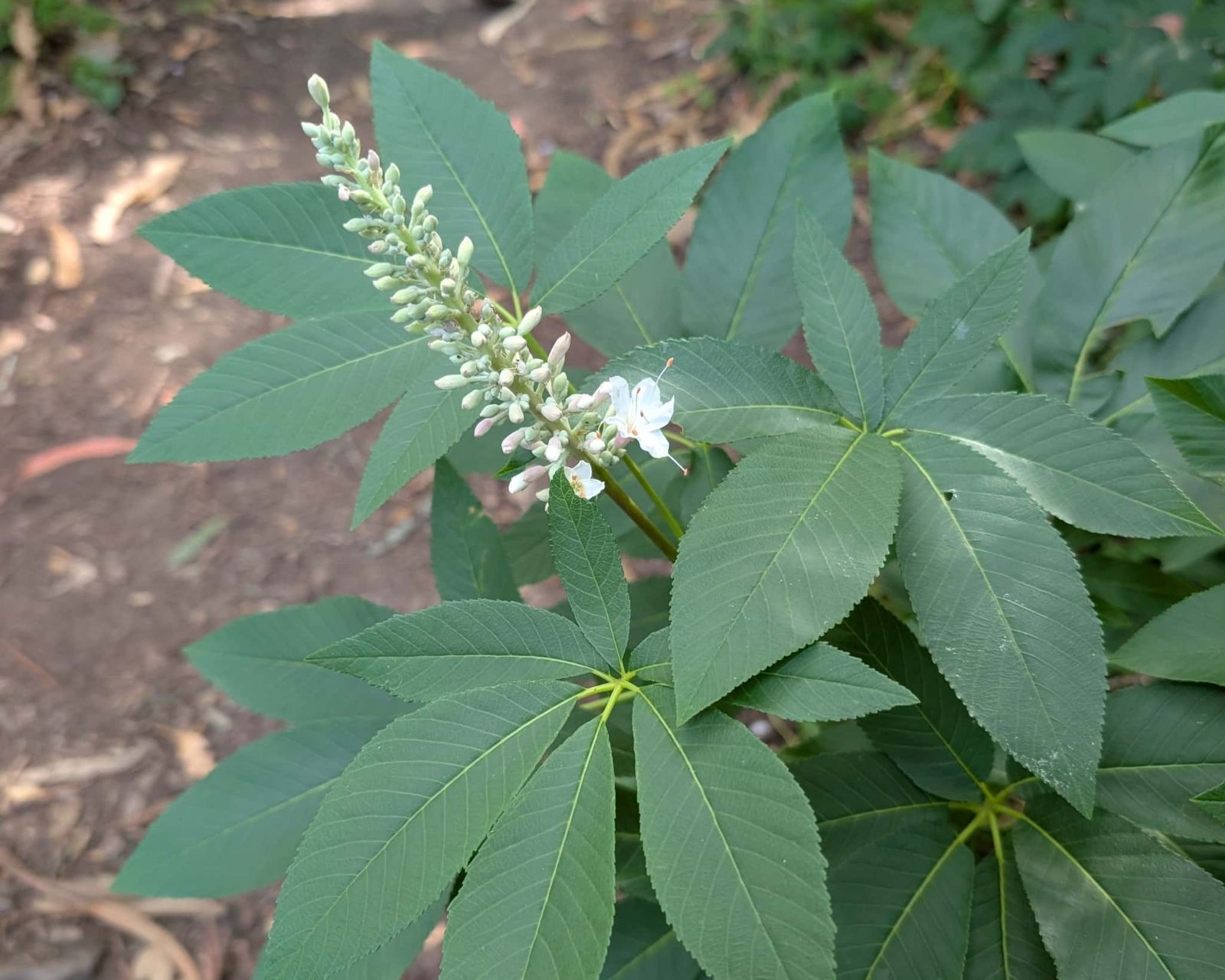 Buckeye%20in%20bloom_April2026_RJSC_150KB.jpg