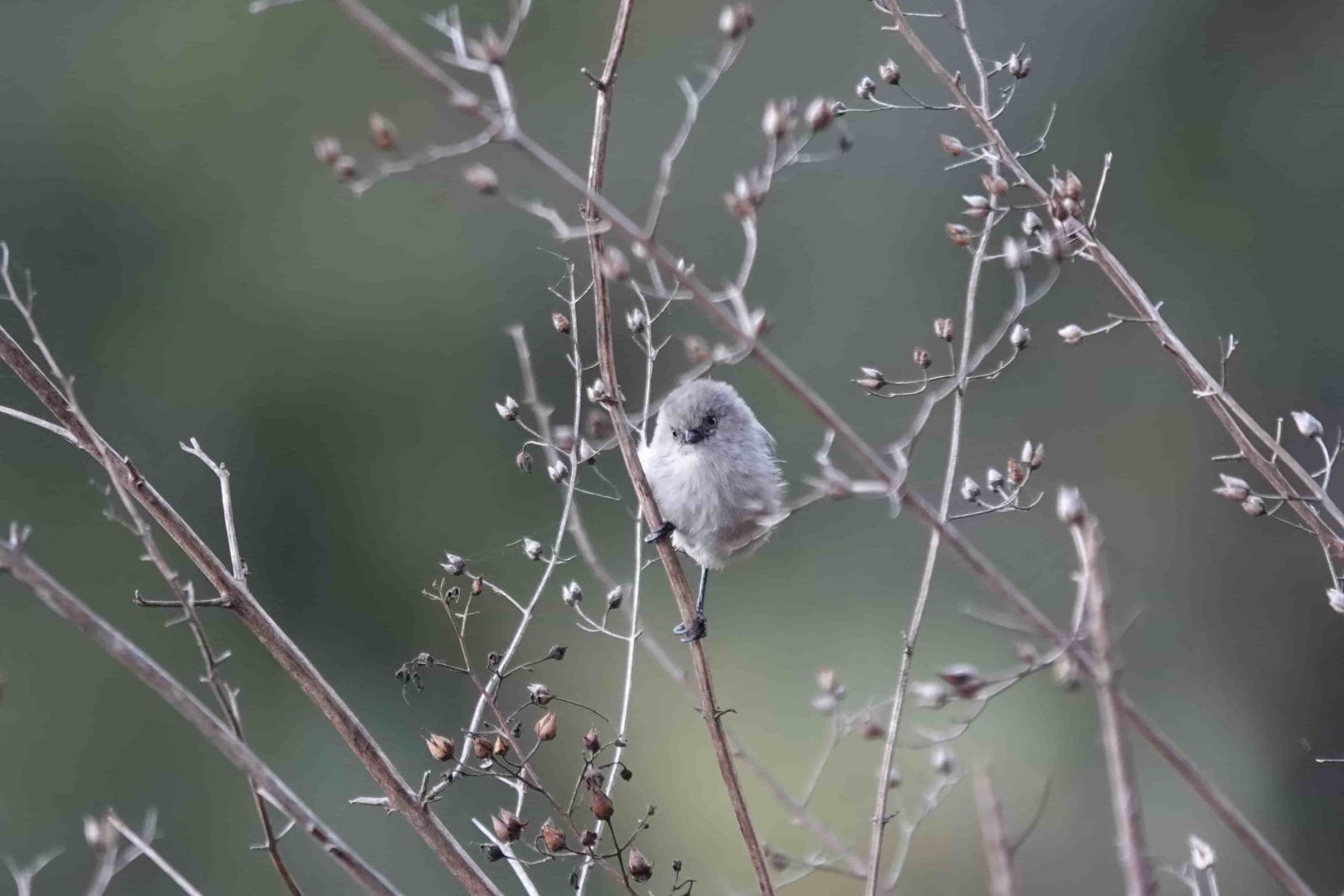 Bushtits_EricaRutherford_2022_150KB.JPG