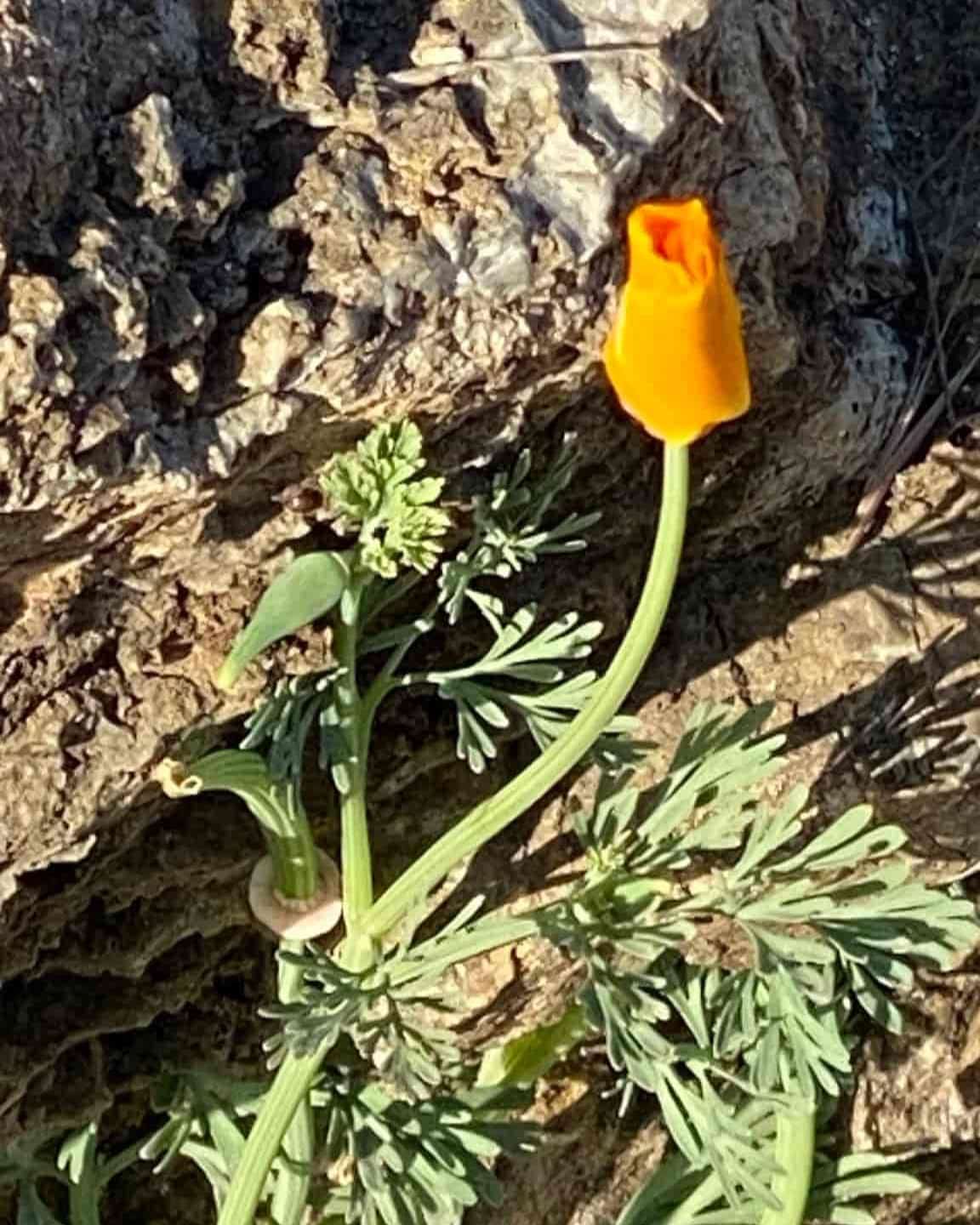 Claifornia%20Poppy_JeffMartin_June26.jpg
