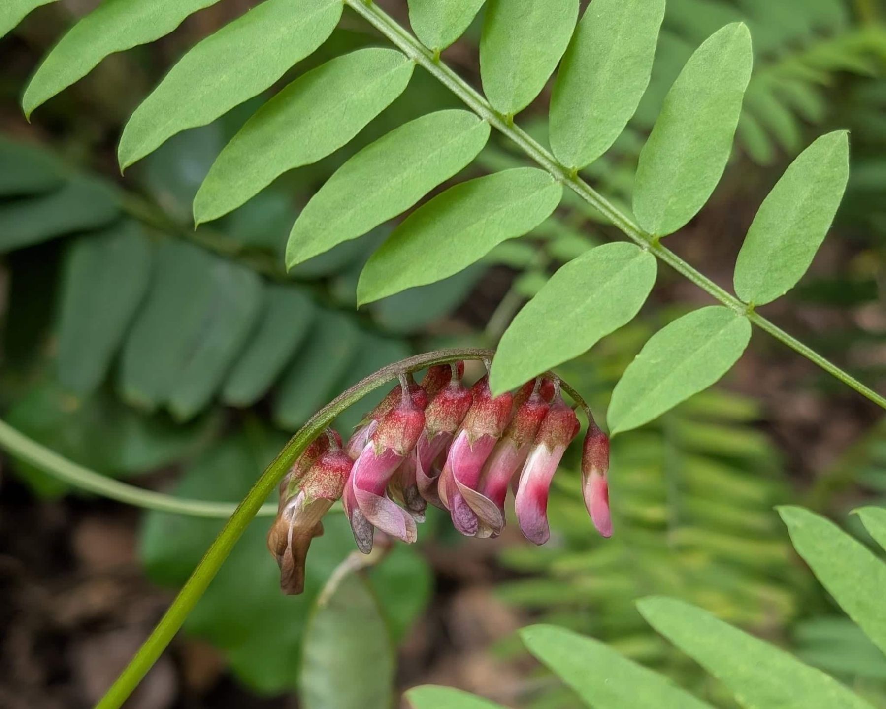 Giant%20Vetch_SP29_RJSC.jpg
