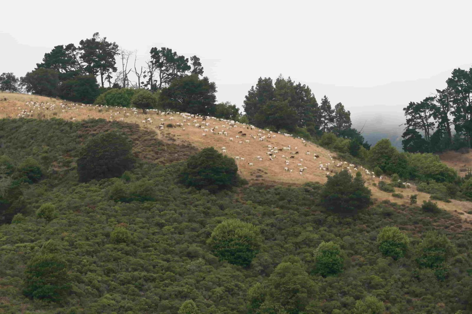 Goat%20Grazing_Claremont%20Canyon_July%202025_KL_150KB.JPG