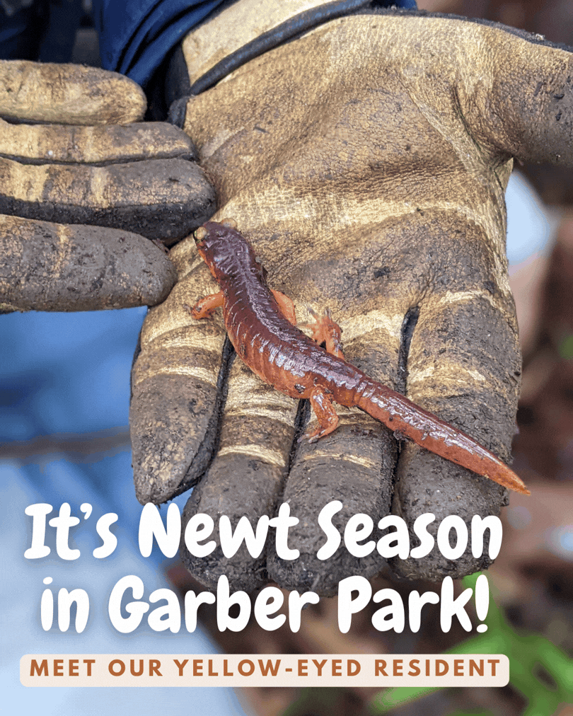 It%E2%80%99s%20Newt%20Season%20in%20Garber%20Park!.gif