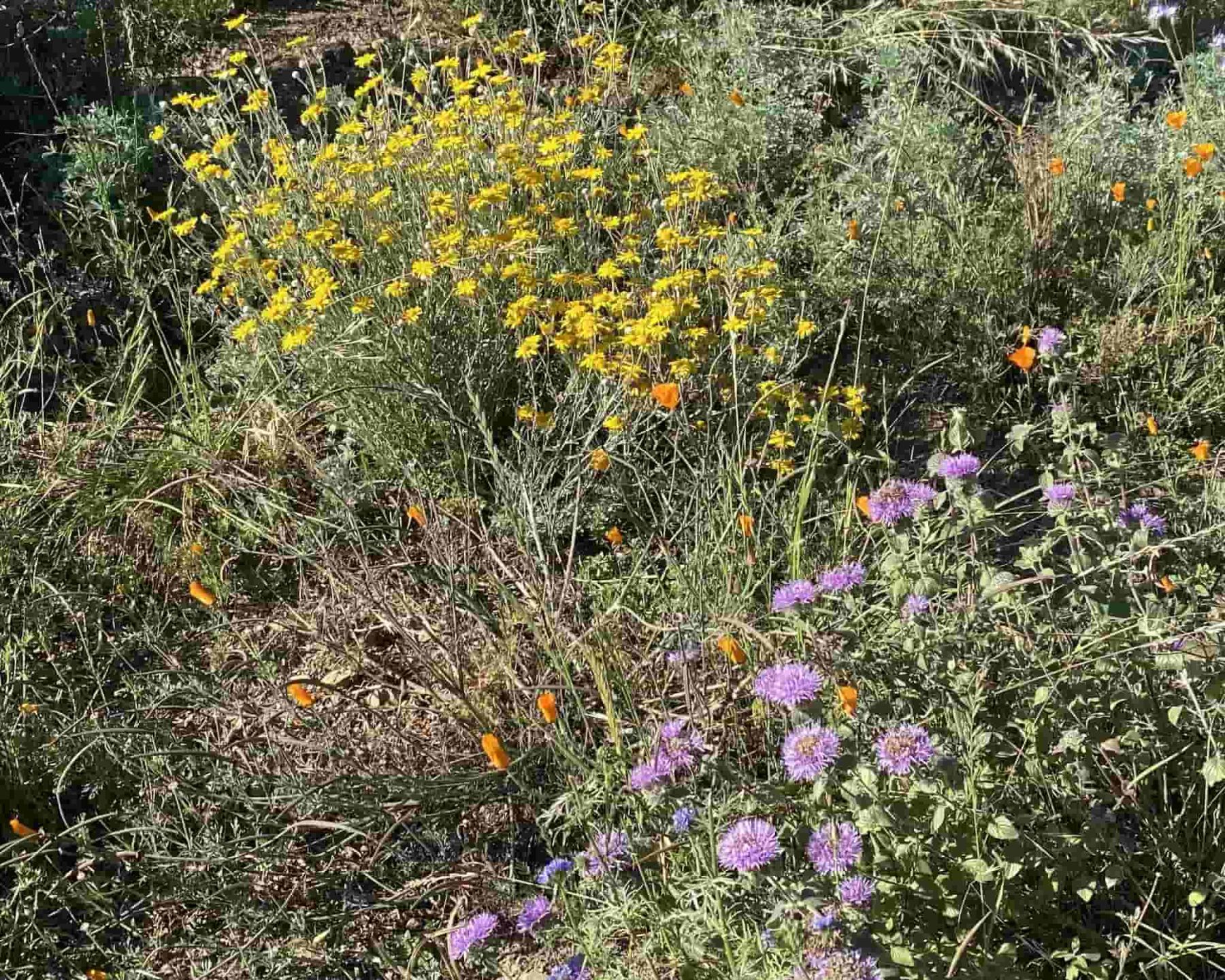Native%20Plants%20in%20Claremont%20Canyon%20Regional%20Preserve_JM%20May%202026.jpg