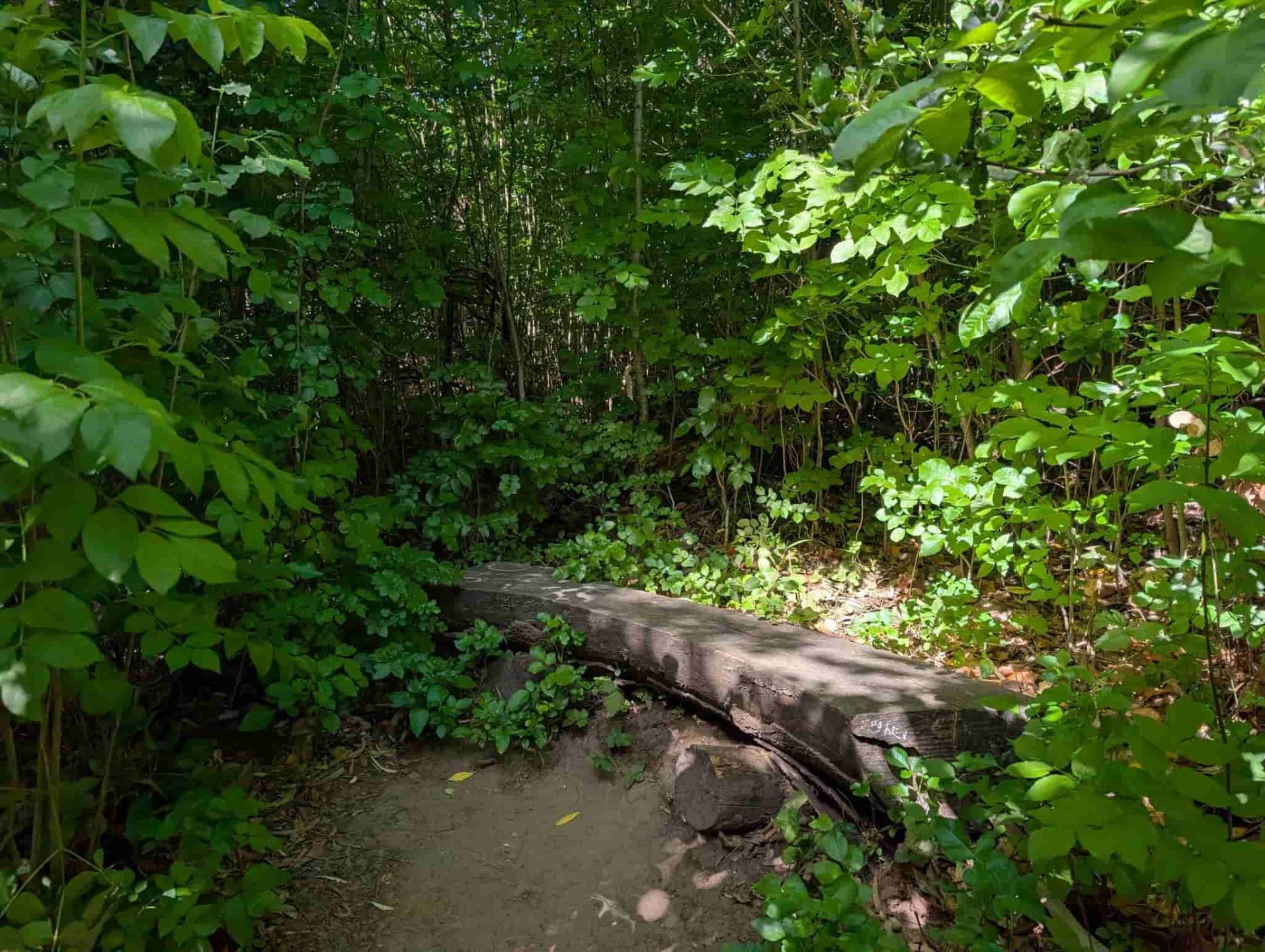 Oregon%20Ash_GarberPark%20Bench_RJSC%202026.jpg