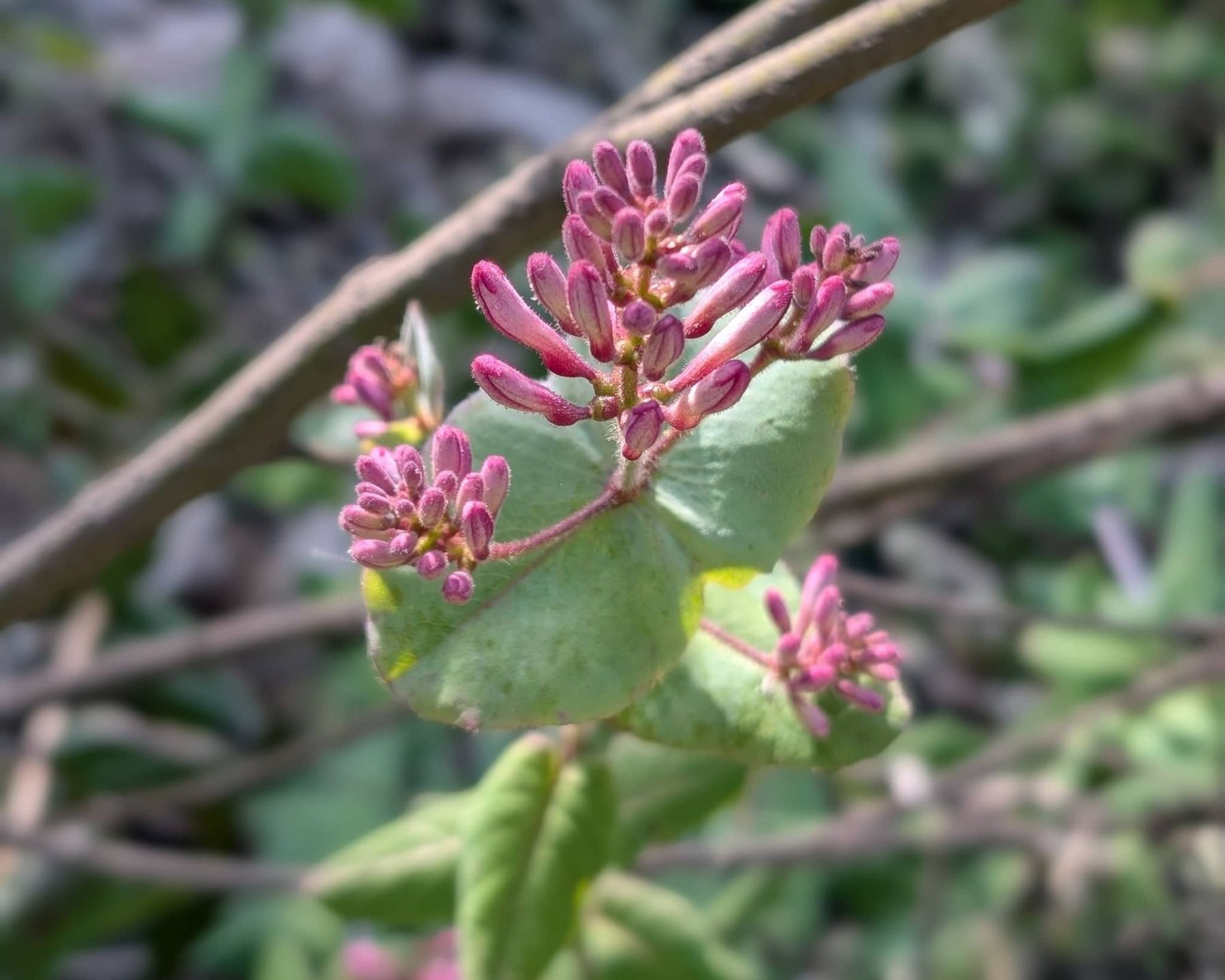 Pink%20Honeysuckle_May2026_RJSC_150KB.jpg