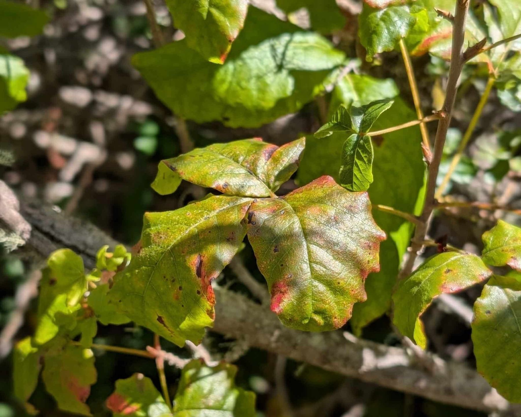 Poison%20Oak%20Aug%202026_RJSC.jpg