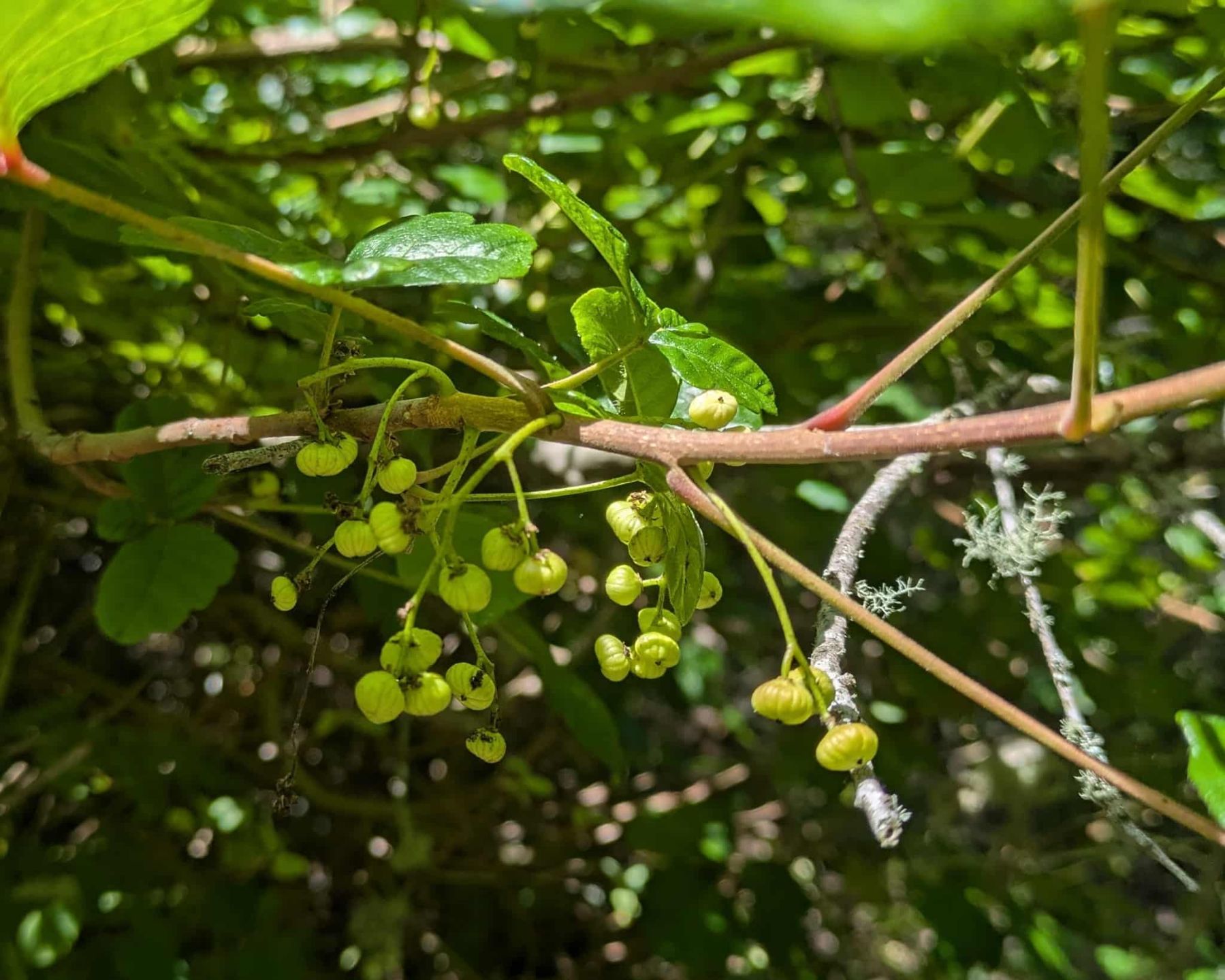 Poison%20Oak%20May%2023%202026_SP%2029_WC%20150KB.jpg