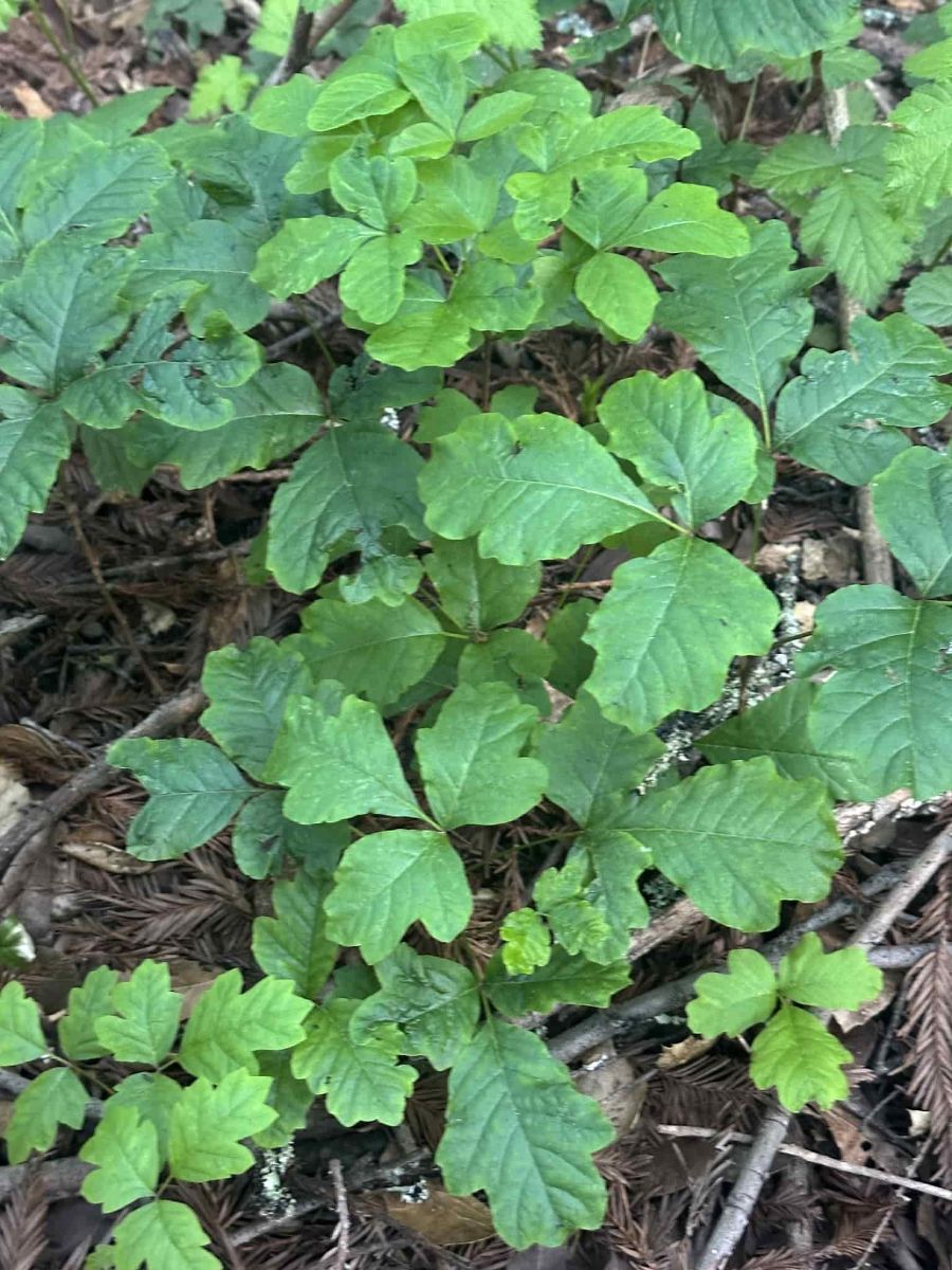 Poison%20Oak%20May%204%202025_NM.jpg