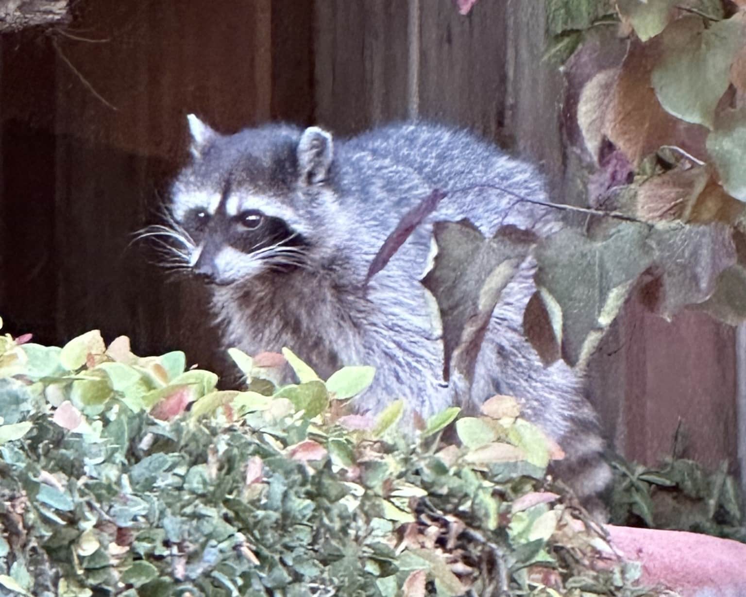 Raccoon%20Oct%202025_NM.jpg