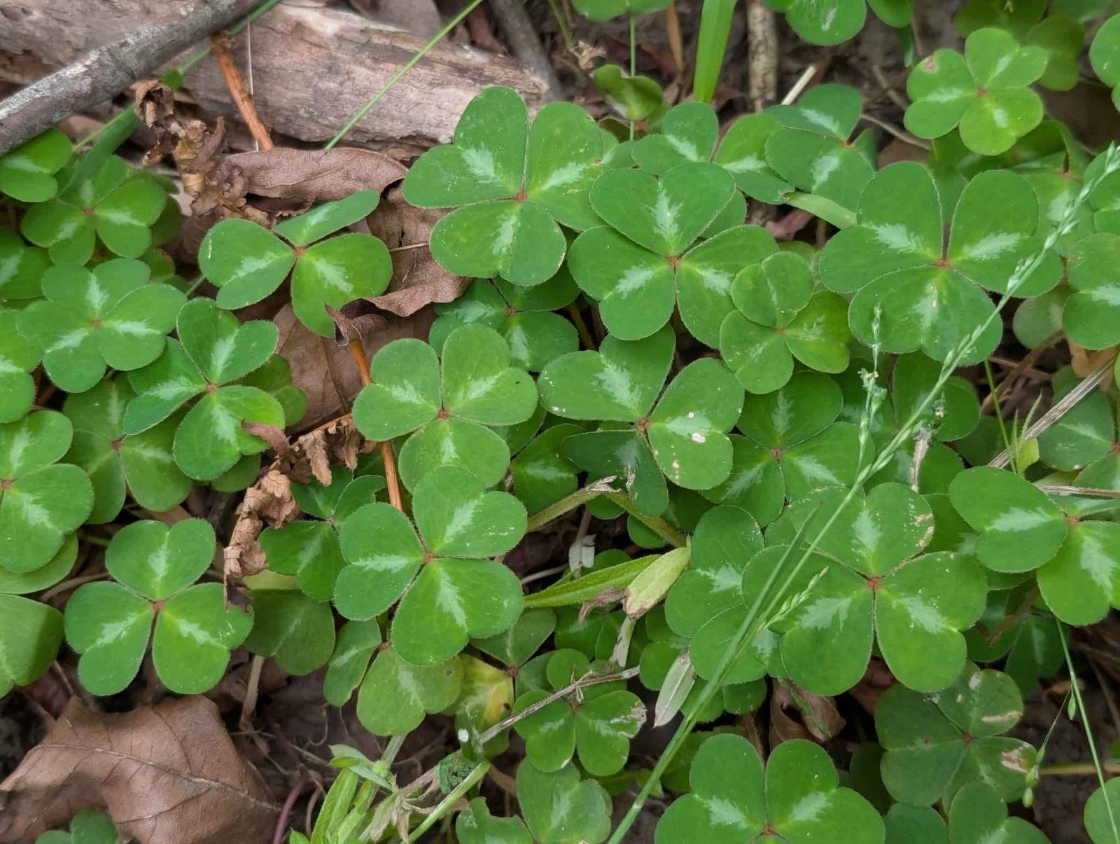 Redwood%20Sorrel_GarbePark_June2025_RJSC_150KB.jpg