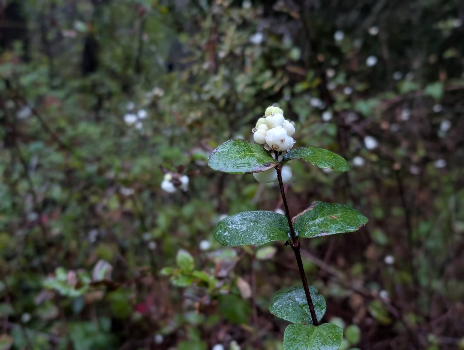 Snowberry_GarberPark_2025%20RJSC_150KB.jpg