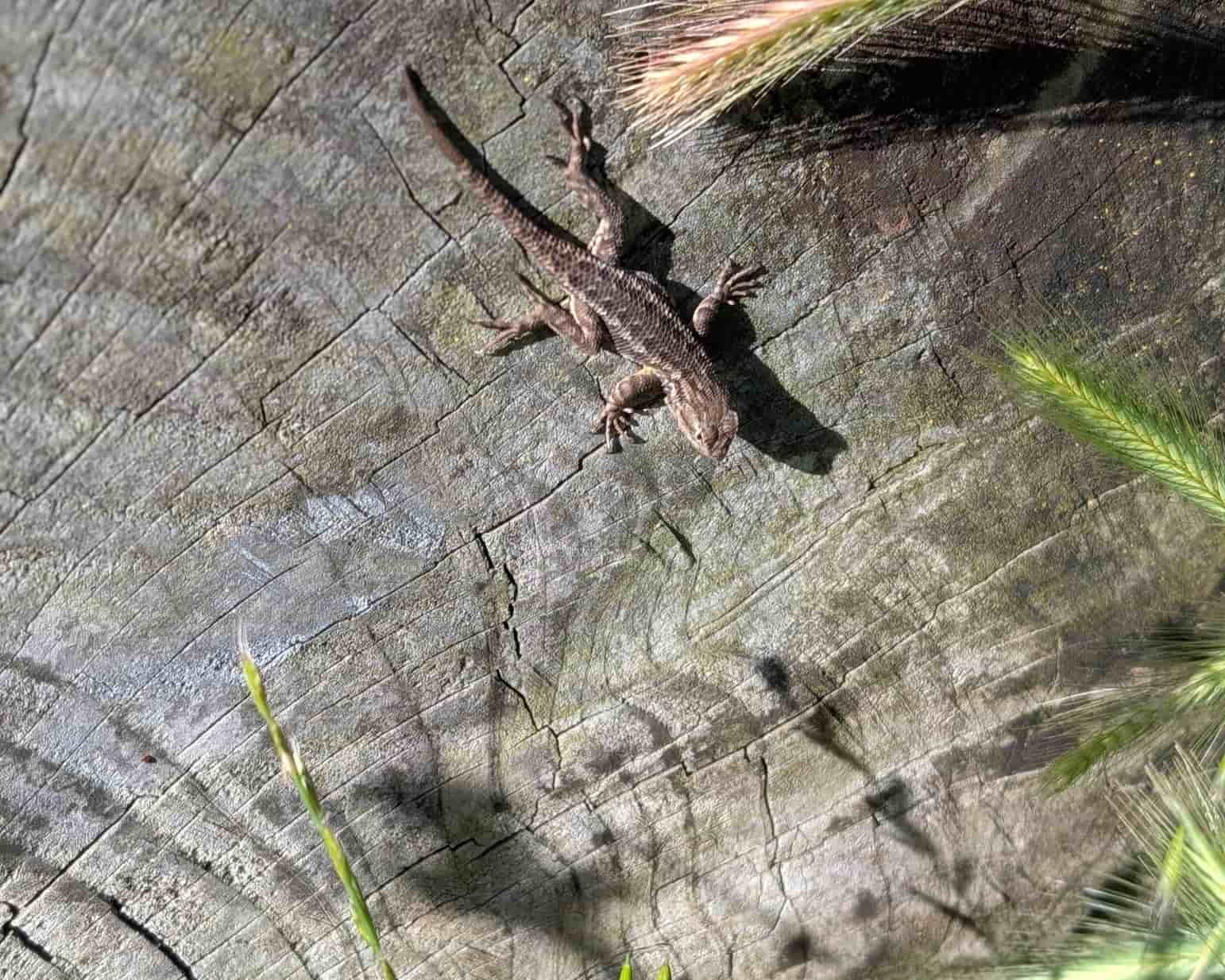 Western%20Fence%20Lizard_SP29_RJSC_150KB.jpg