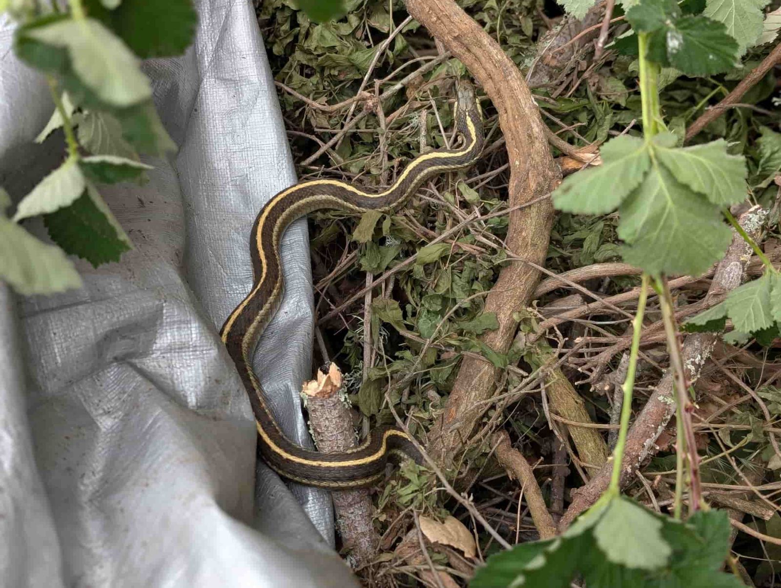gartersnake%20GP_RJSC2025.jpg