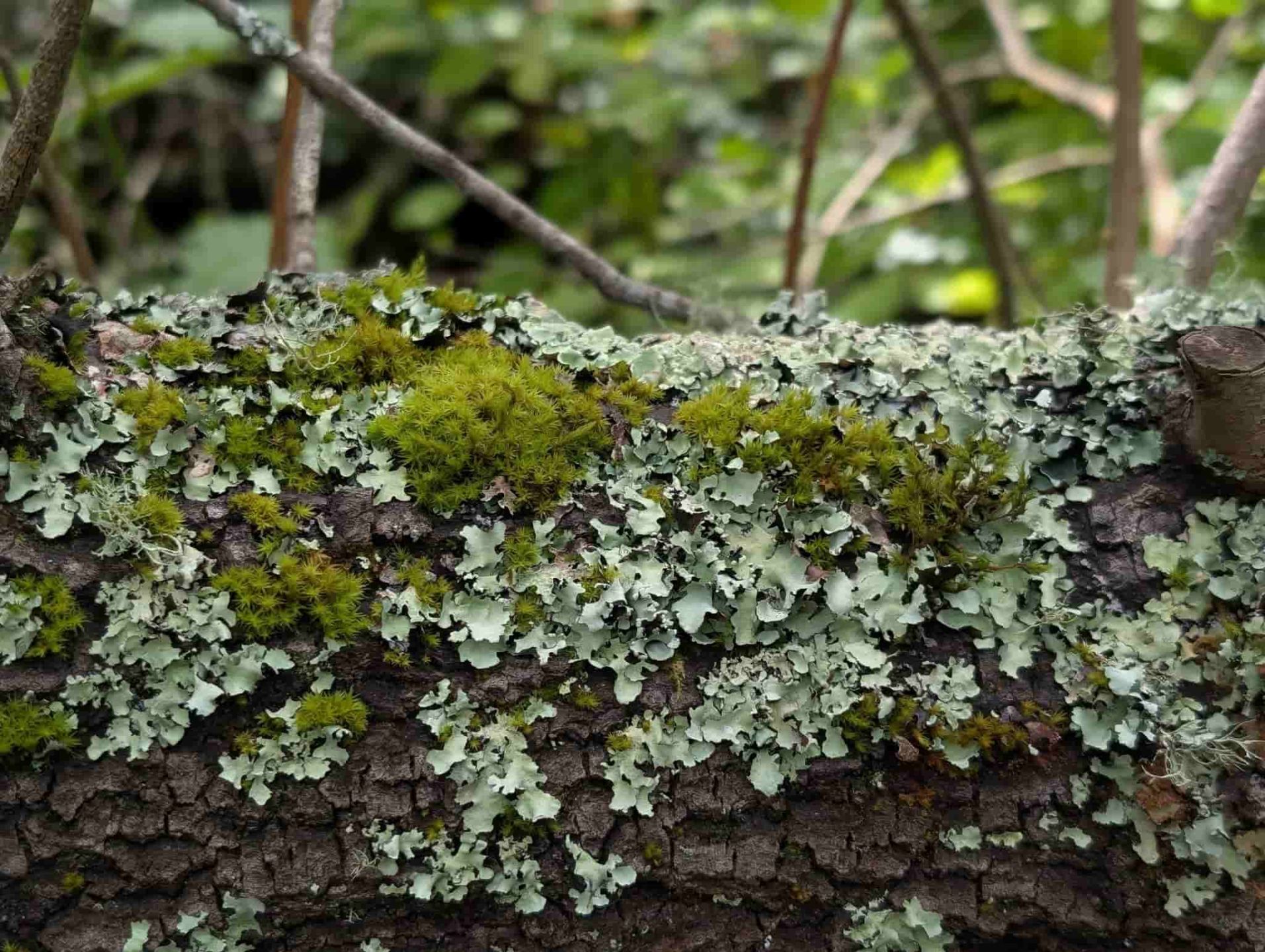 lychen%20and%20moss_SP29_Aug%202025_RJSC.jpg